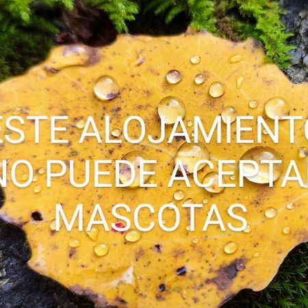 Pleta Del Mon Atico Lägenhet Benasque Exteriör bild